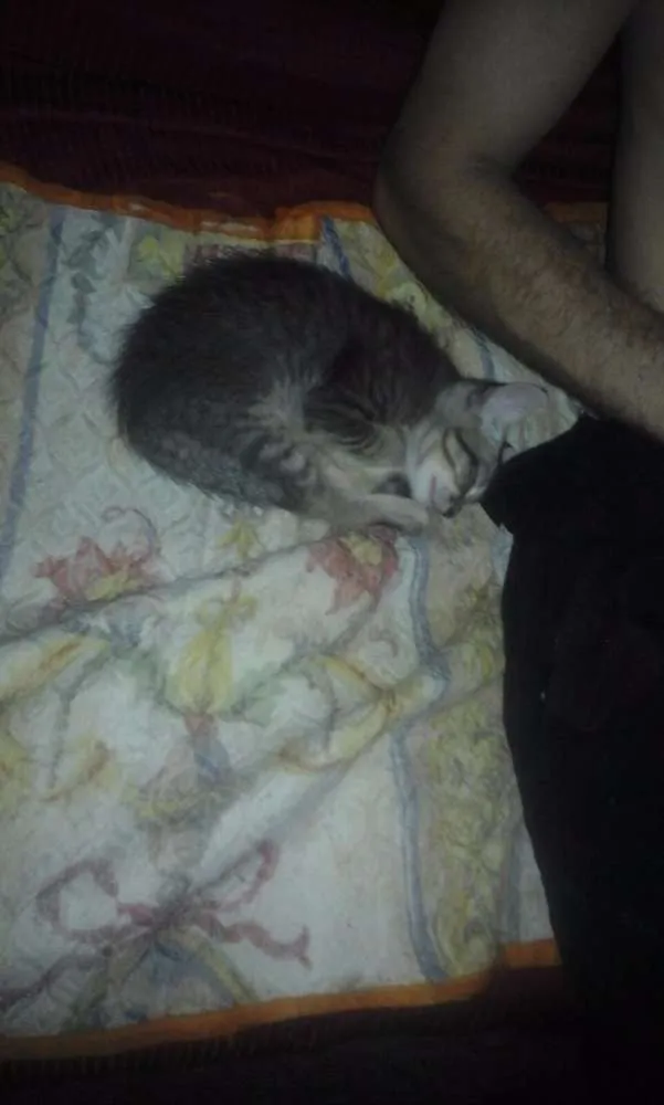 Gato ra a SRD idade Abaixo de 2 meses nome SEM NOMES