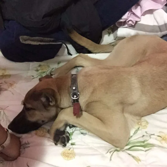 Cachorro raça Labrador idade 7 a 11 meses nome bobby