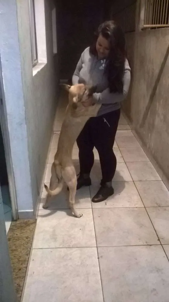 Cachorro raça Labrador idade 7 a 11 meses nome bobby