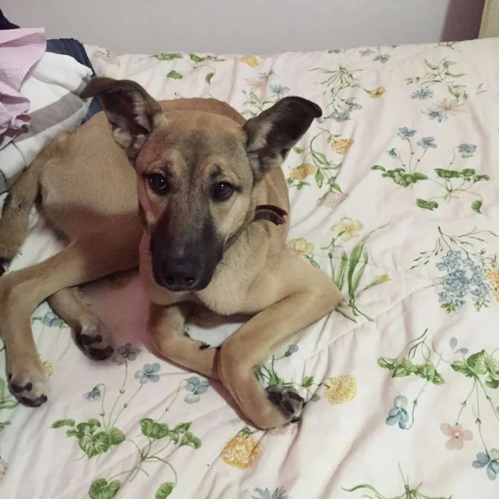 Cachorro raça Labrador idade 7 a 11 meses nome bobby