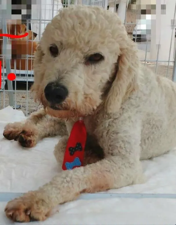Cachorro ra a SRD idade 2 anos nome Pet