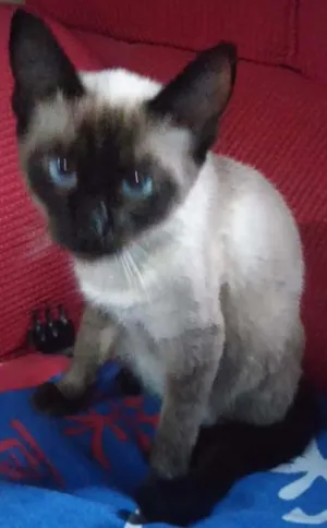 Gato raça Siamesa idade 7 a 11 meses nome Luna