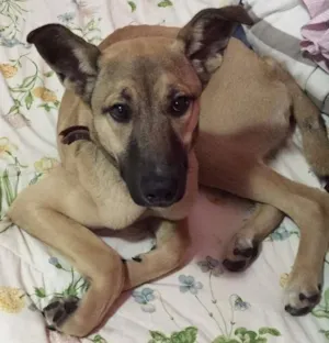 Cachorro raça Labrador idade 7 a 11 meses nome bobby
