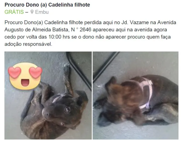 Cachorro raça SRD idade 2 a 6 meses nome Pequena