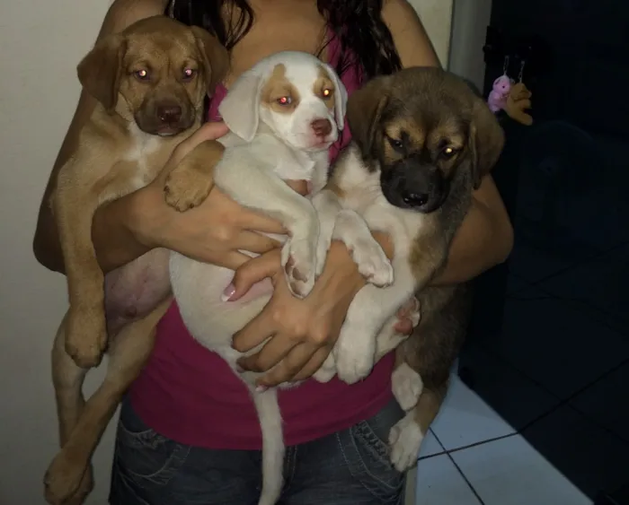 Cachorro raça  idade Abaixo de 2 meses nome Filhote