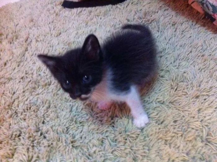 Gato ra a srd idade Abaixo de 2 meses nome bebe cardoso