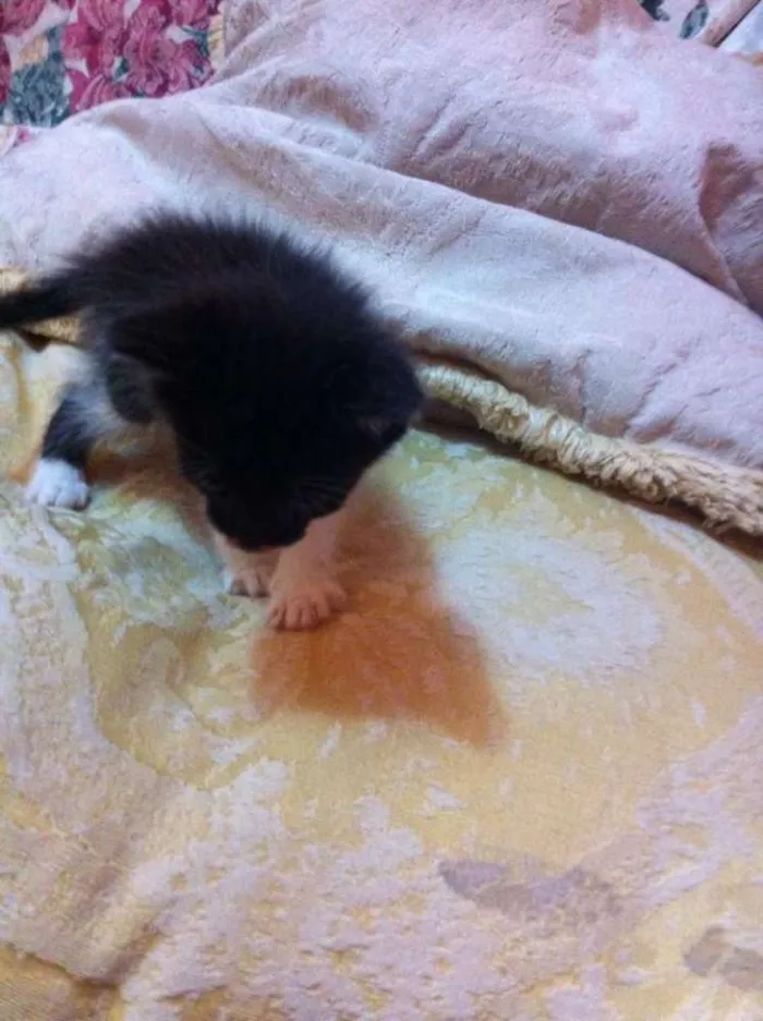 Gato ra a srd idade Abaixo de 2 meses nome bebe cardoso