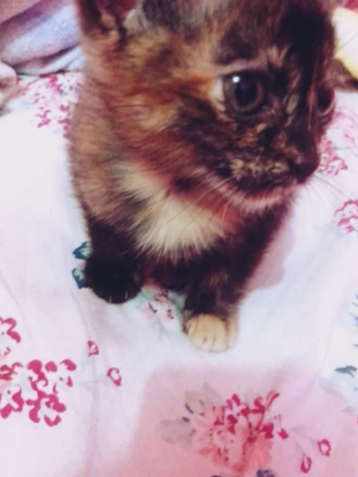 Gato ra a SRD idade Abaixo de 2 meses nome ME ADOTA