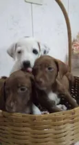 Filhotinhos!!!