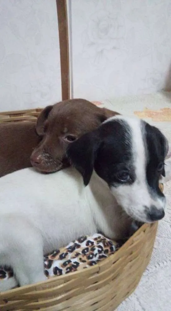 Cachorro ra a  idade 2 a 6 meses nome Filhotinhos!!!