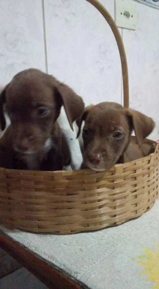 Cachorro ra a  idade 2 a 6 meses nome Filhotinhos!!!