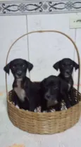 Filhotinhos!!!