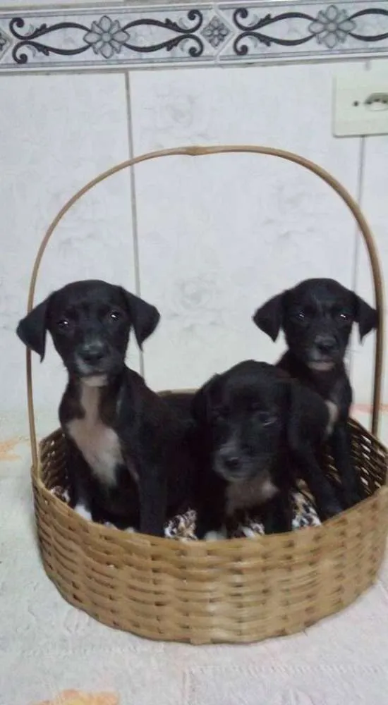 Cachorro ra a  idade 2 a 6 meses nome Filhotinhos!!!