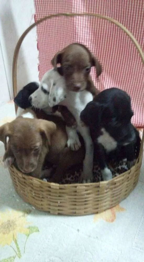 Cachorro ra a  idade 2 a 6 meses nome Filhotinhos!!!