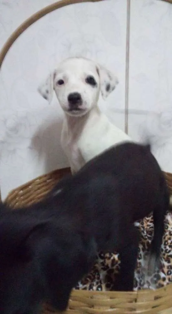 Cachorro ra a  idade 2 a 6 meses nome Filhotinhos!!!