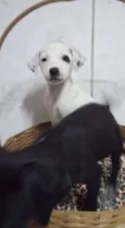 Filhotinhos!!!