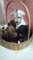 Filhotinhos!!!