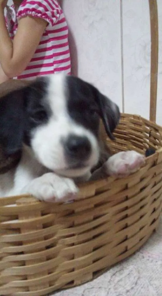 Cachorro ra a  idade 2 a 6 meses nome Filhotinhos!!!