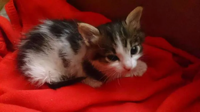 Gato ra a Vira latas  idade Abaixo de 2 meses nome MiuMiu