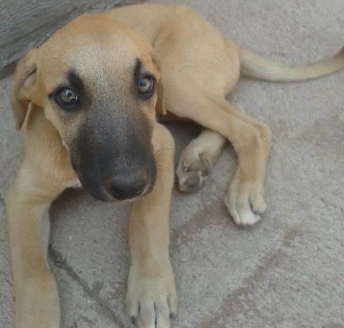 Cachorro ra a Srd idade 2 a 6 meses nome Não tem