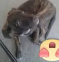 Pequena