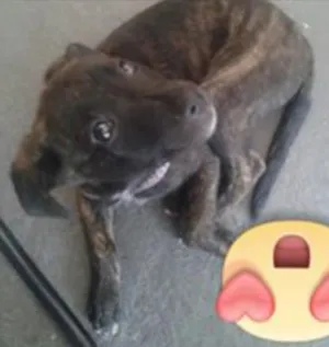 Cachorro raça SRD idade 2 a 6 meses nome Pequena