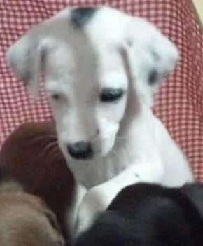 Cachorro raça  idade 2 a 6 meses nome Filhotinhos!!!