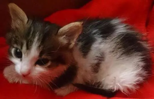 Gato ra a Vira latas  idade Abaixo de 2 meses nome MiuMiu