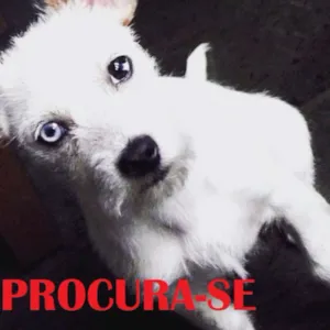 Cachorro raça Vira lata  idade 2 a 6 meses nome Tobias