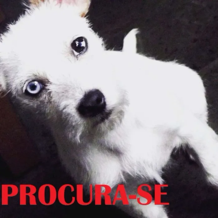 Cachorro ra a Vira lata  idade 2 a 6 meses nome Tobias