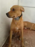 Cachorro raça SRD idade 2 a 6 meses nome Marley e Fuchia 