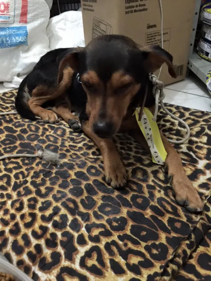 Cachorro raça SRD idade 2 anos nome Thor