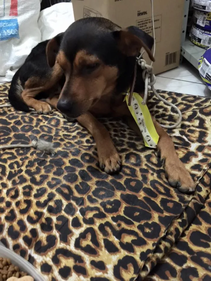 Cachorro raça SRD idade 2 anos nome Thor