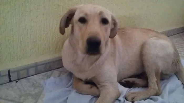 Cachorro ra a Labrador idade  nome Não sei