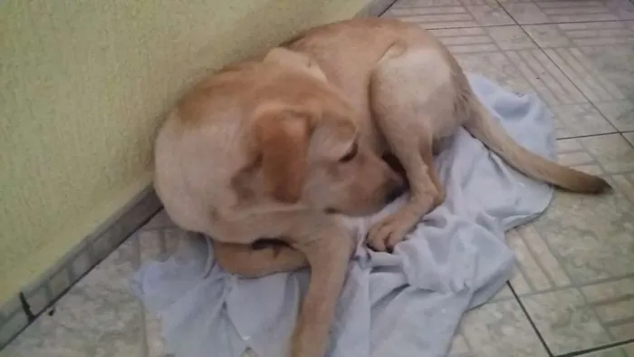 Cachorro ra a Labrador idade  nome Não sei