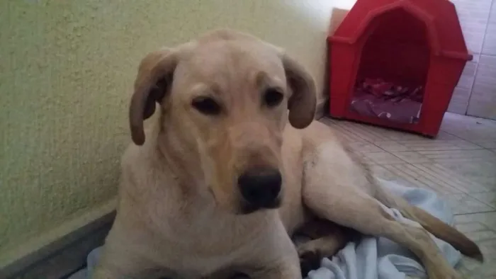 Cachorro ra a Labrador idade  nome Não sei