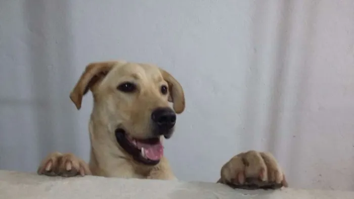 Cachorro ra a Labrador idade  nome Não sei