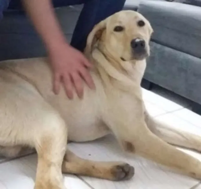 Cachorro ra a Labrador idade  nome Não sei