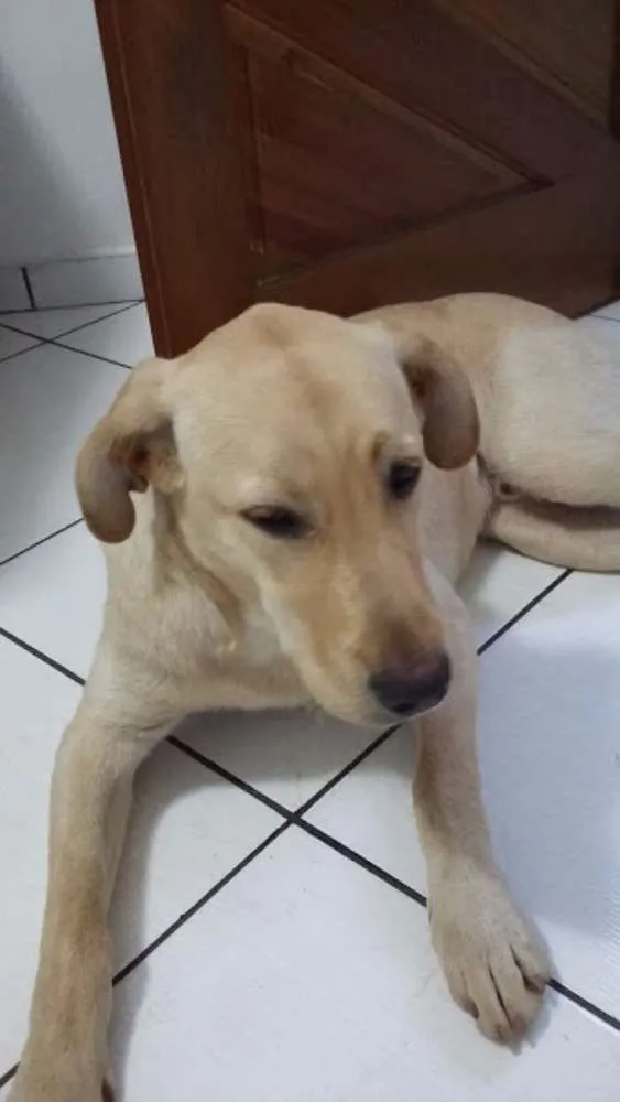 Cachorro ra a Labrador idade  nome Não sei