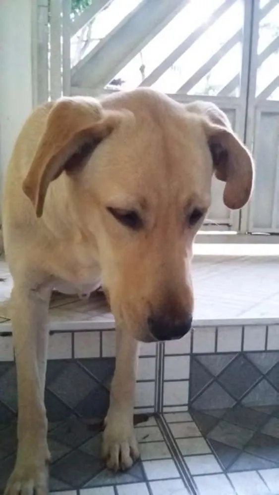 Cachorro ra a Labrador idade  nome Não sei