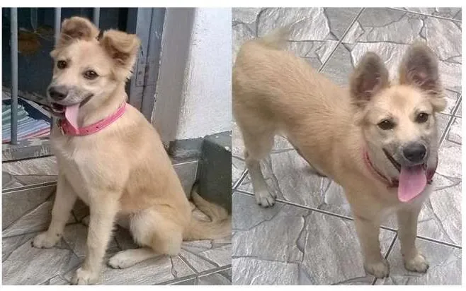 Cachorro ra a SRD idade 2 a 6 meses nome Mel