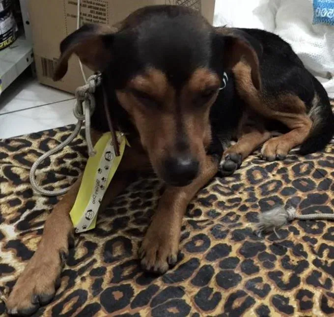 Cachorro raça SRD idade 2 anos nome Thor