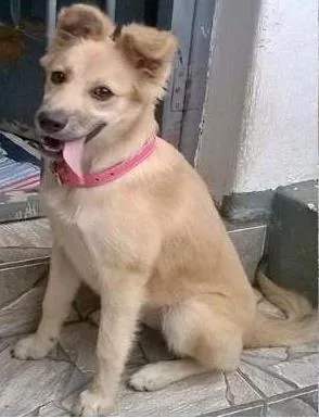 Cachorro raça SRD idade 2 a 6 meses nome Mel
