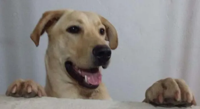 Cachorro ra a Labrador idade  nome Não sei