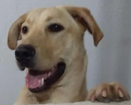 Cachorro ra a Labrador idade  nome Não sei