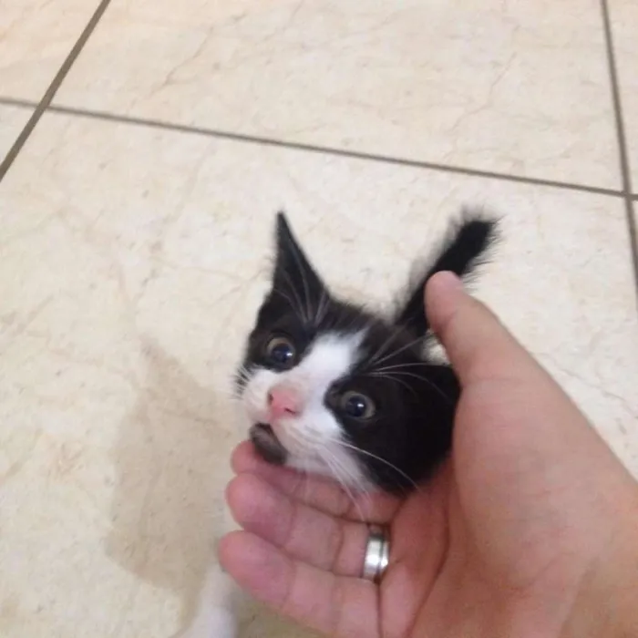 Gato ra a vira lata idade Abaixo de 2 meses nome indefinido