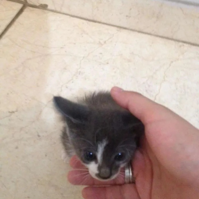Gato ra a vira lata idade Abaixo de 2 meses nome indefinido