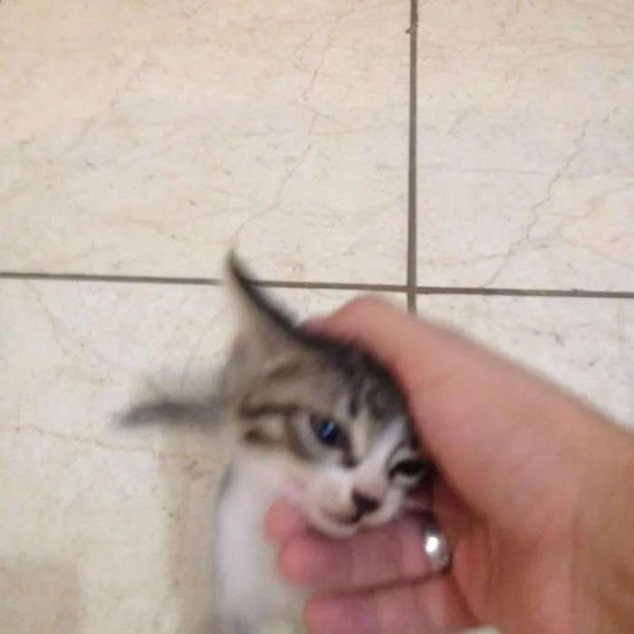 Gato ra a vira lata idade Abaixo de 2 meses nome indefinido
