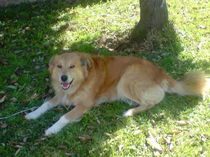 Cachorro ra a Golden retriever idade 6 ou mais anos nome Bobi
