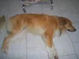 Bobi